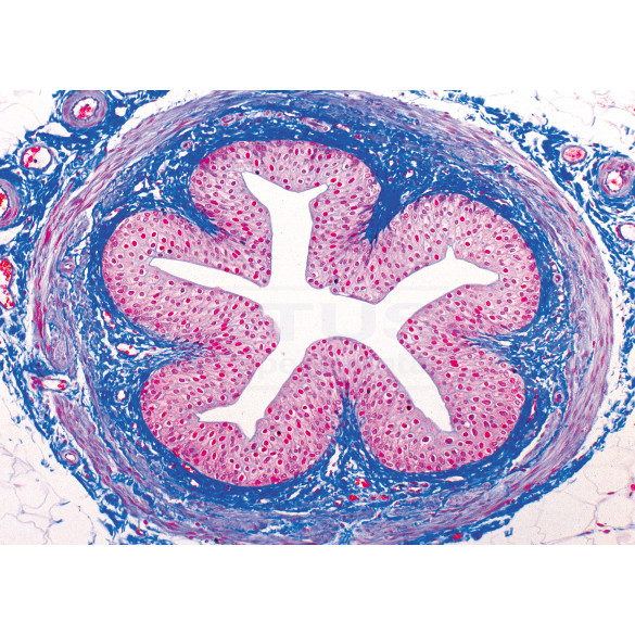 42733_Preparaciones_Histologia_humana__40x_