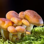 hongos