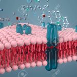 Cell membrane and biology, biological concept, 3d rendering.