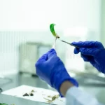 el-científico-utiliza-los-fórceps-de-laboratorio-y-un-bisturí-para-estudiar-espécimen-planta-investigación-biológica-277827727