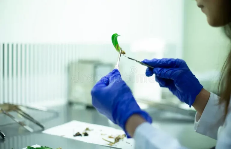 el-científico-utiliza-los-fórceps-de-laboratorio-y-un-bisturí-para-estudiar-espécimen-planta-investigación-biológica-277827727