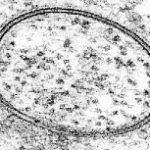 Annular_Gap_Junction_Vesicle