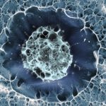 CELULAS-PLURIPOTENTES