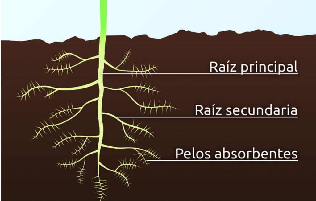 raiz principal