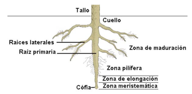 partes de una raiz esquema