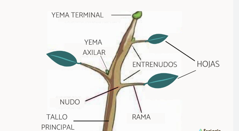 partes del tallo entrenudos