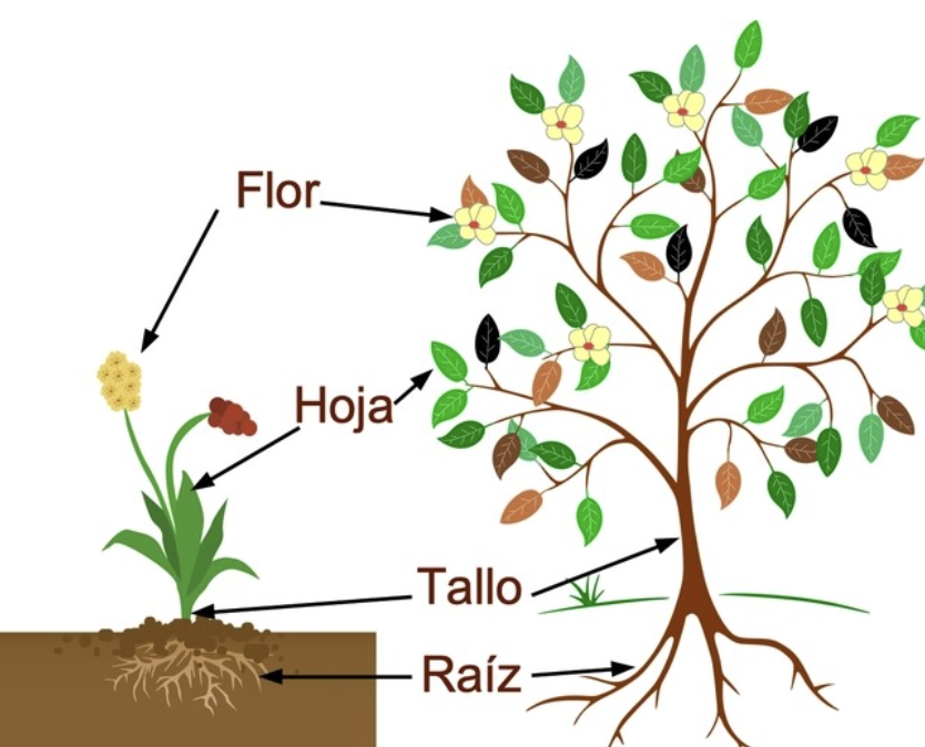 funciones del tallo