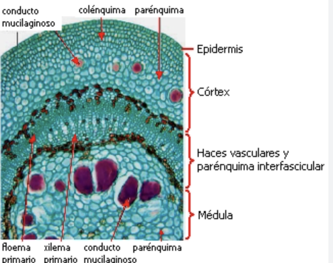 histologia vegetal tallos