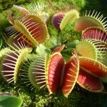 plantas-carnivoras-ideas-consejos_da2cc168_674x506
