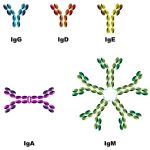 Aplicaciones médicas de los anticuerpos - RDU UNAM