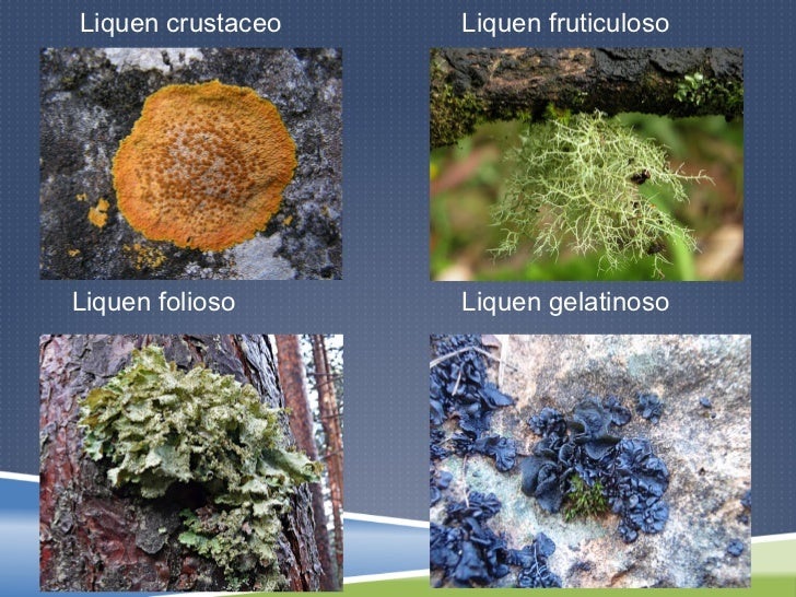 tipos de liquenes