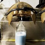 7418sangrado_cangrejo_americano