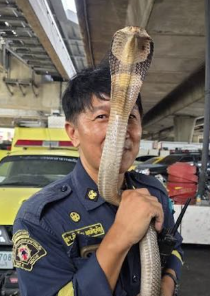 ver serpientes en Tailandia