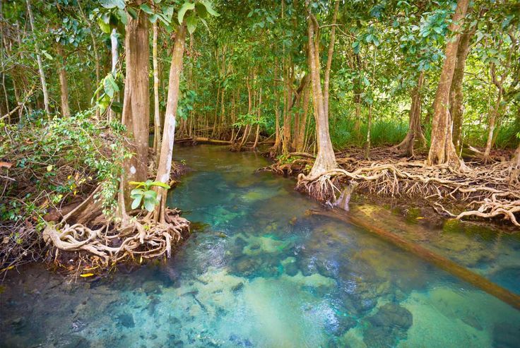 Manglares de Khlong Song Nam (Krabi, Tailandia)