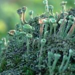 bf77f72c8d31f94e888df2a554d368a8