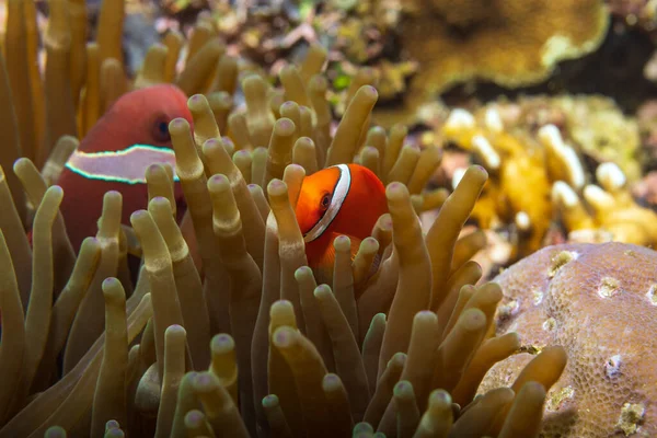 fauna marina islas phi phi