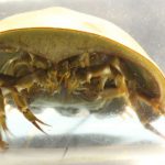 el-cerebro-fosilizado-es-notablemente-similar-a-los-de-los-cangrejos-de-herradura-modernos_1_1000x575