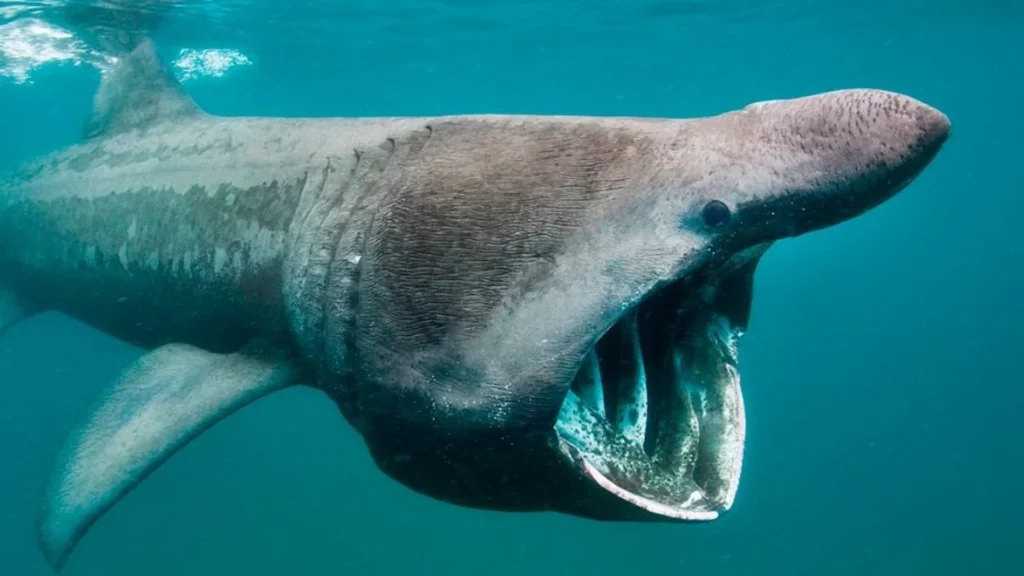 tiburon de groenlandia