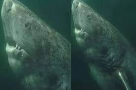 tiburón de groenlandia