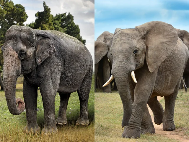 diferencias elefante africano y elefante asiatico