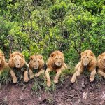 0d81c296dfa81f09743d0a27e7dac568