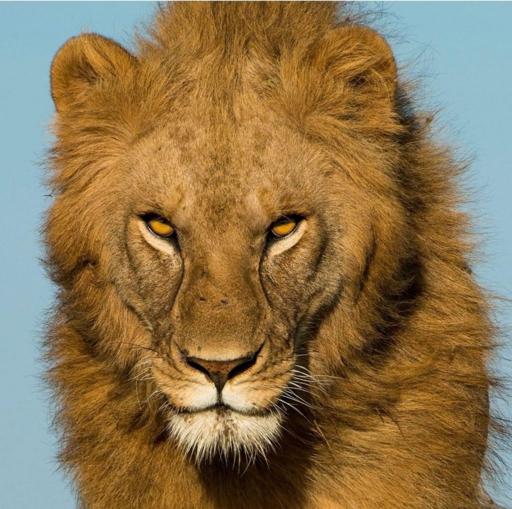 curiosidades sobre los leones