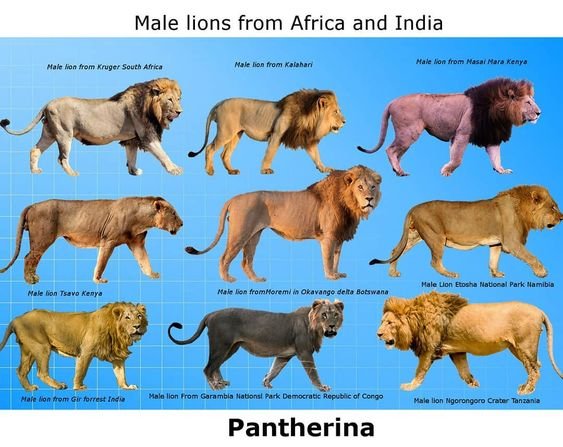 león africano y león asiático