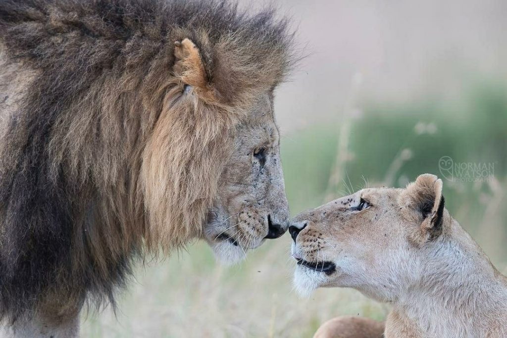 leones besandose en africa