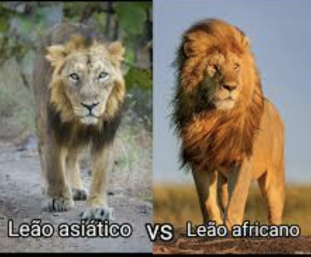 leon asiatico y africano