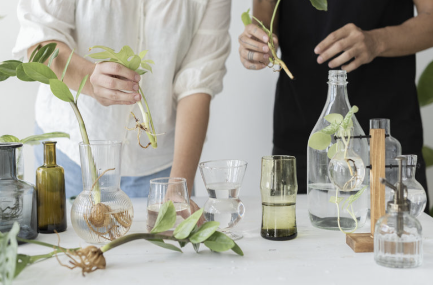 alquimia vegetal en laboratorio