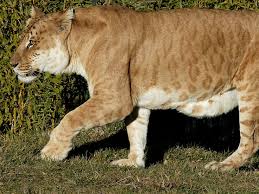 tigon