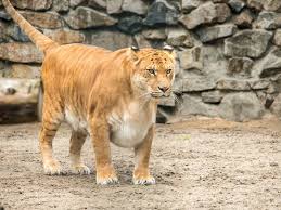 liger