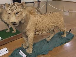 leopon
