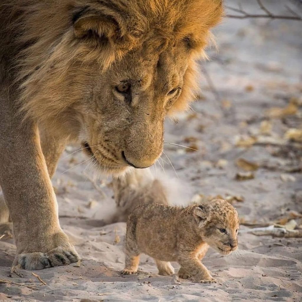 cachorro de leon cub