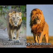 león africano y león asiÔtico