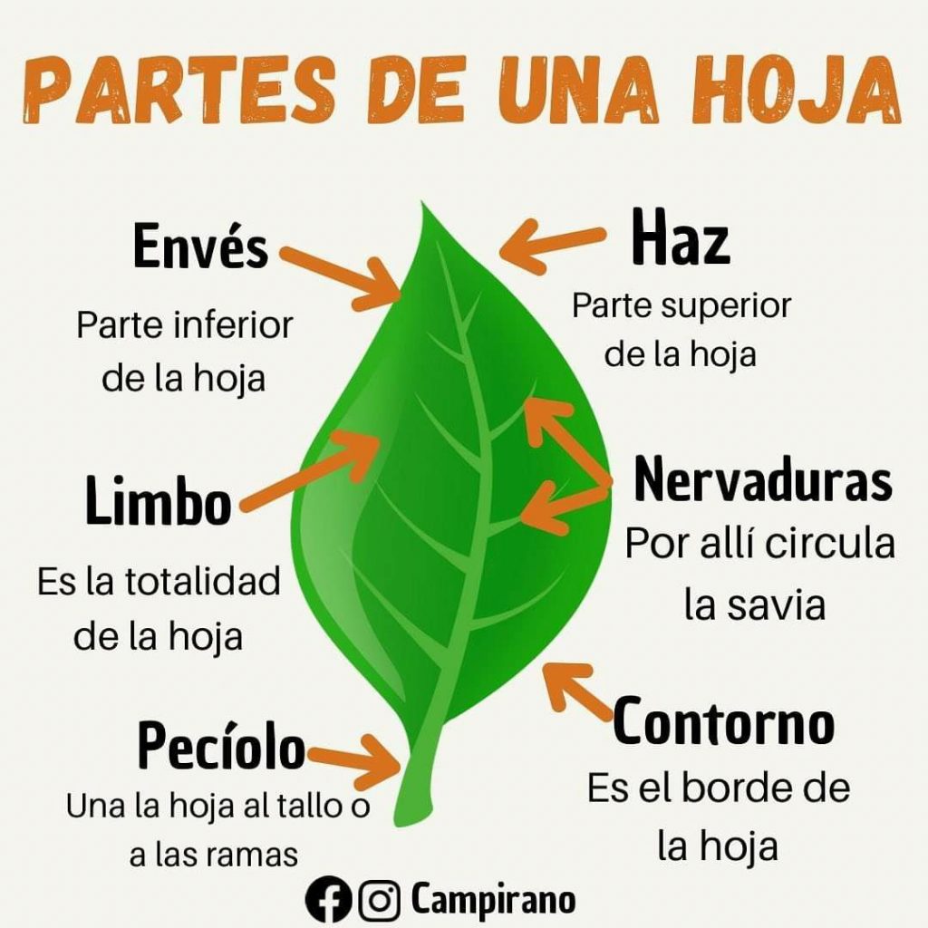 partes de una hoja