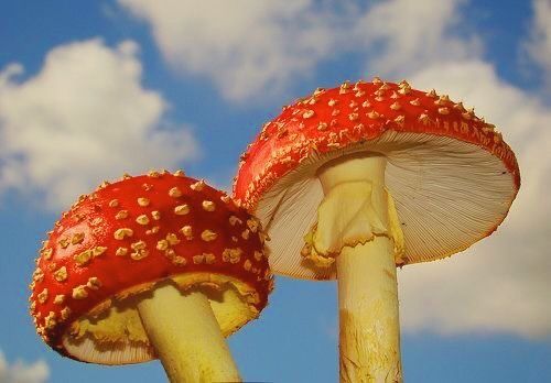 origen hongos verdaderos