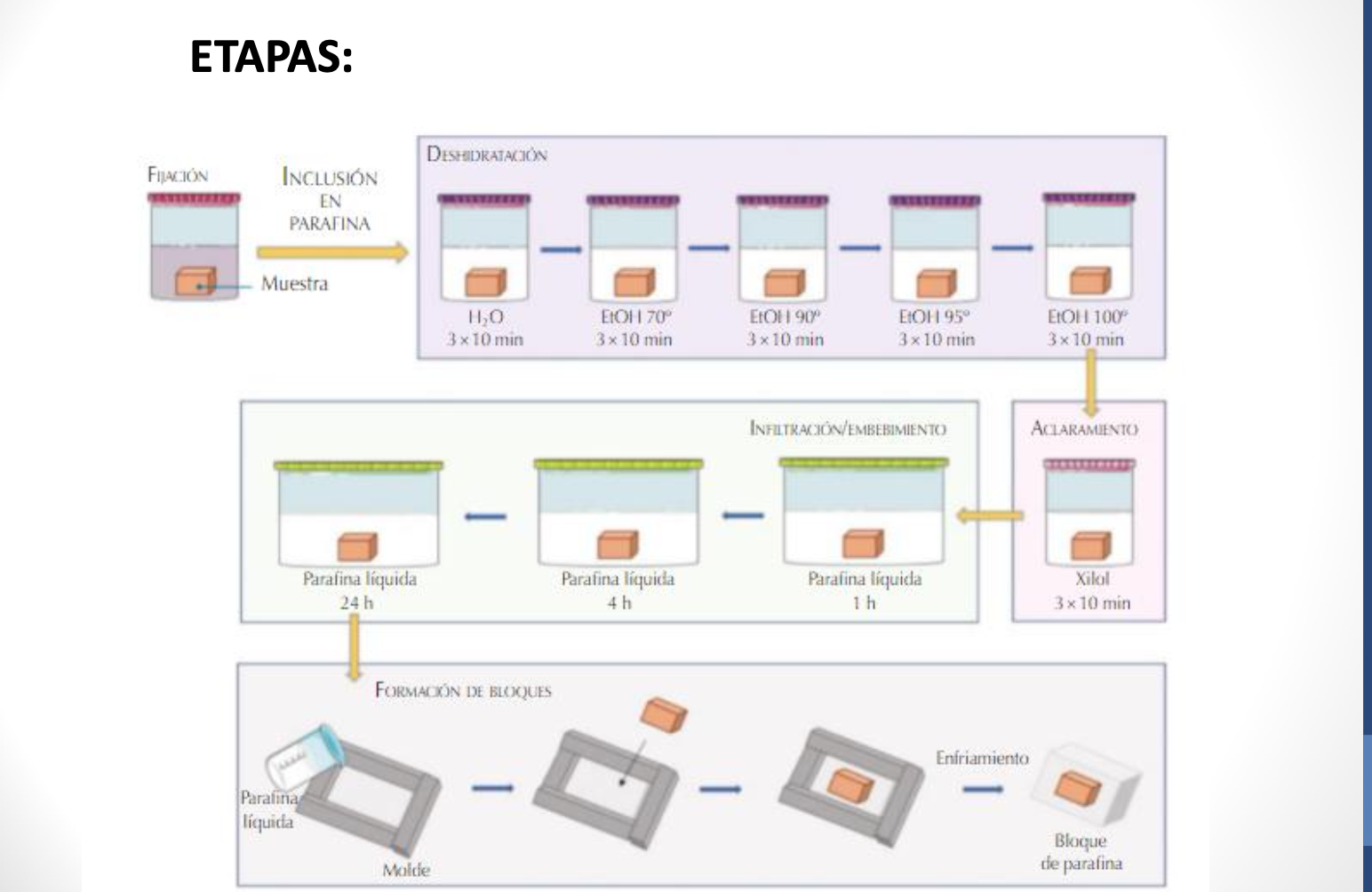 etapas inclusion en parafina