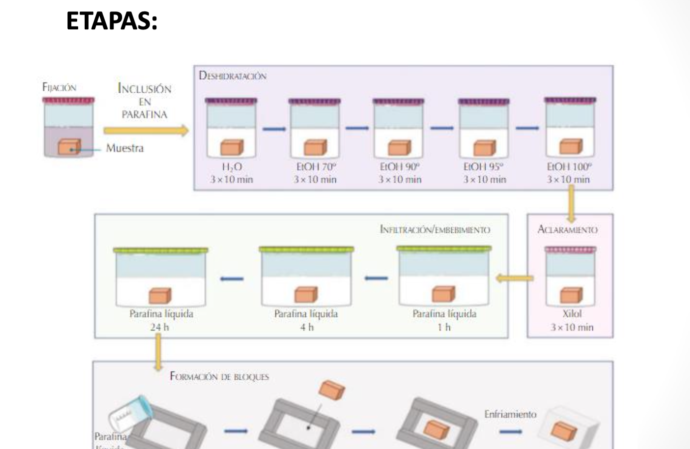 pasos inclusion en parafina