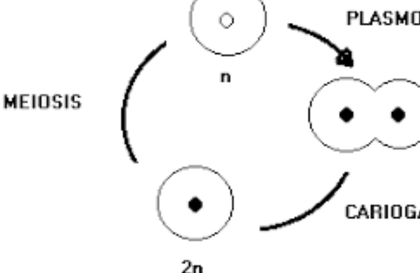 repoducción sexual hongos