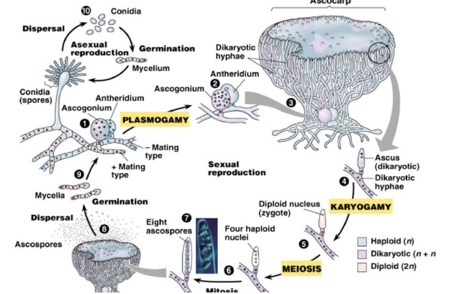reproducción ascomycota