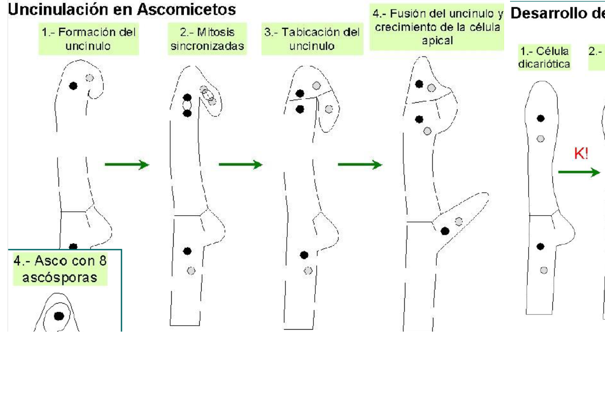 uncinulacion en ascomicetos