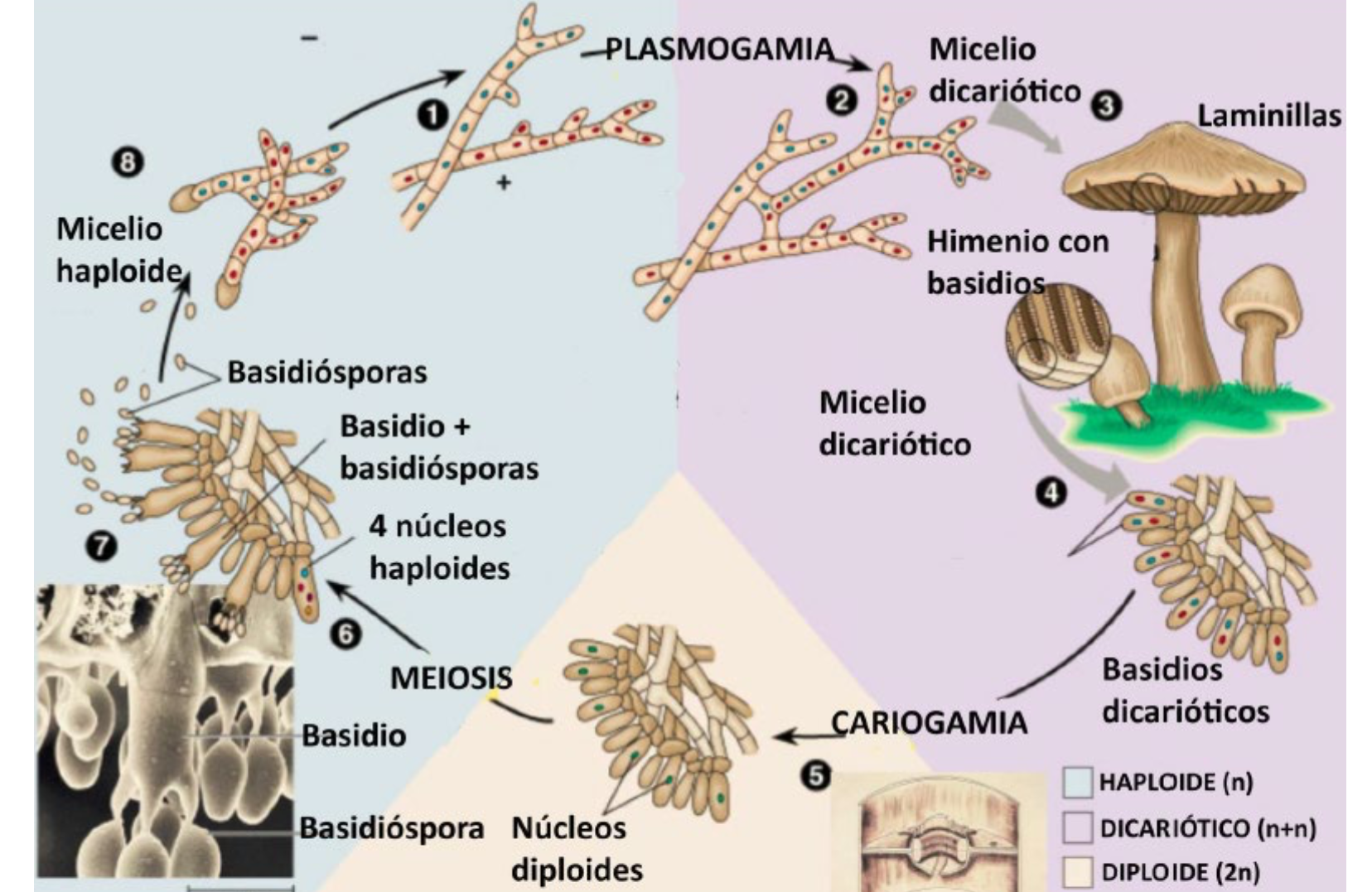 reproducción basidiomycotas hongos