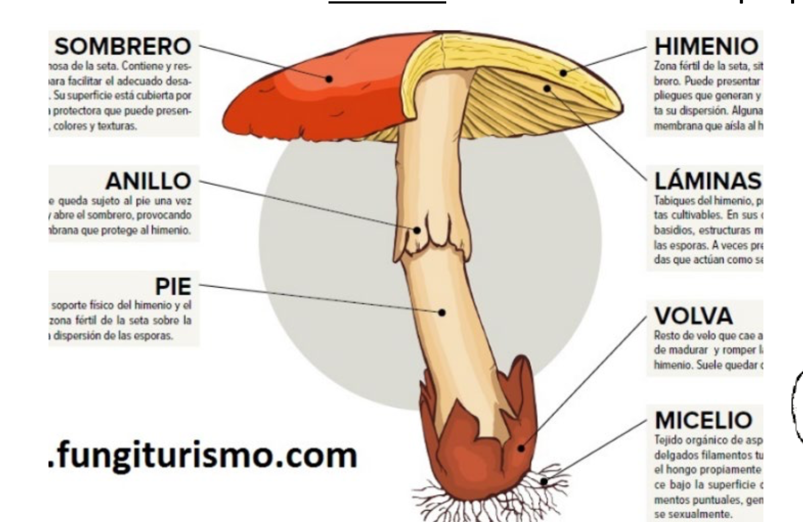 morofologia basidiomycota