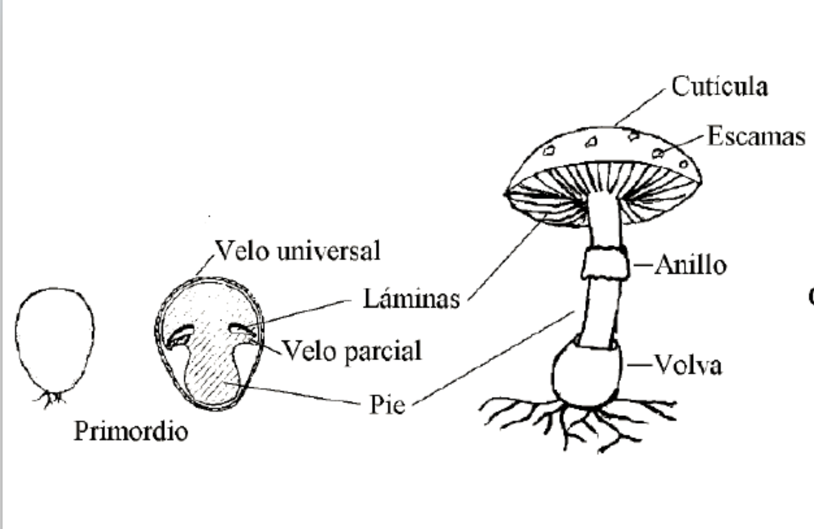 mofologia basidiomycotas
