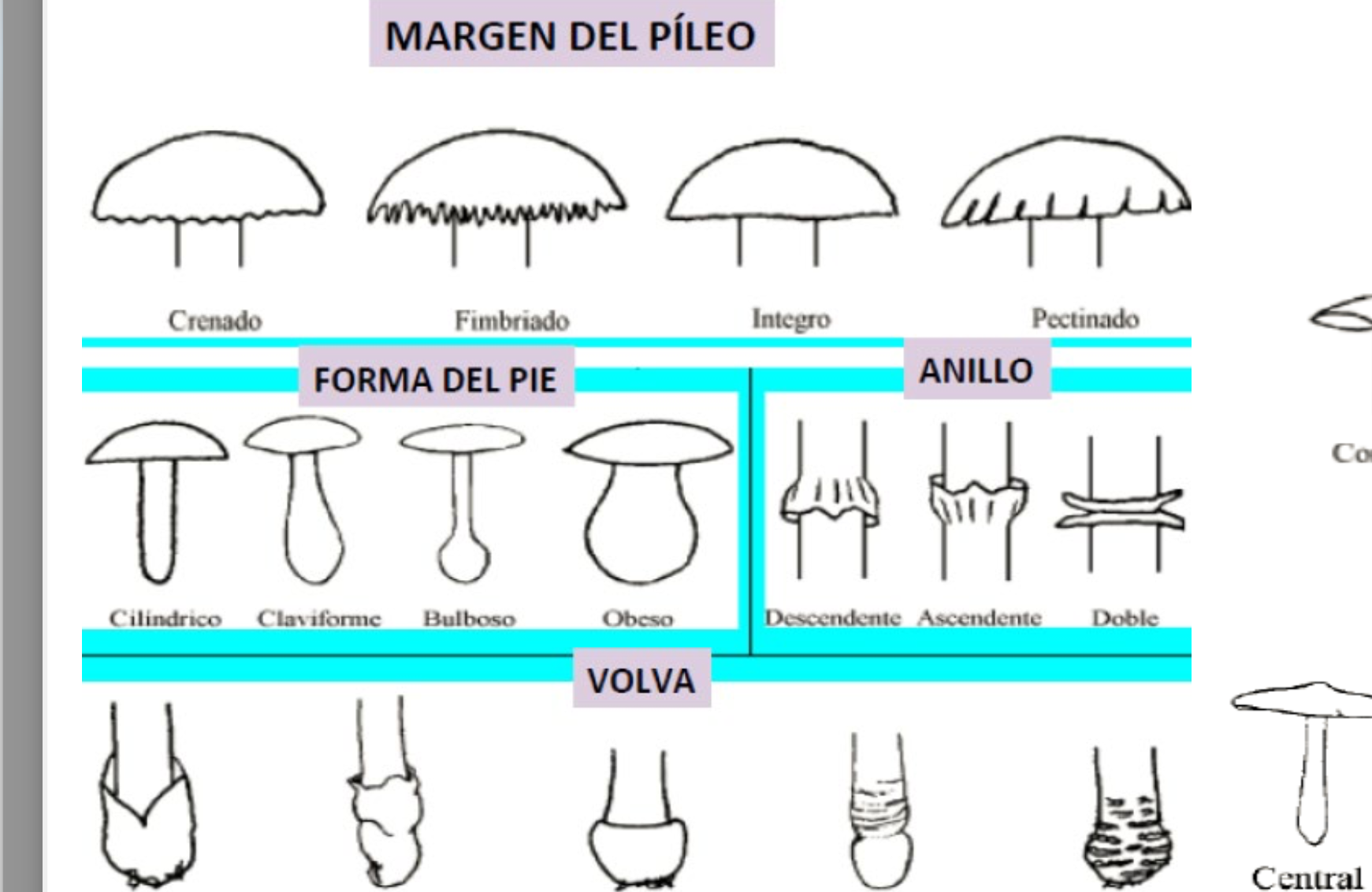 tipos de hifas en los basidiocarpos