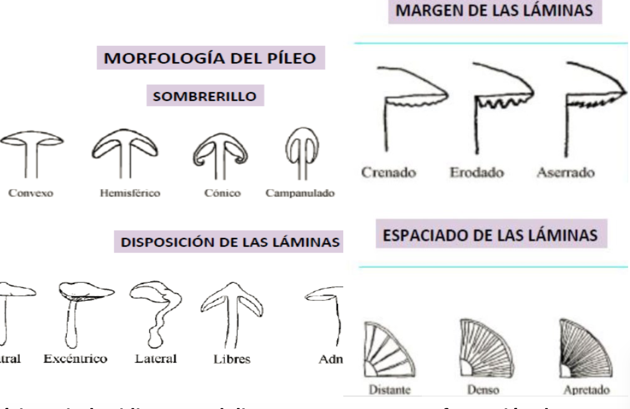 morfología basidiomycotas