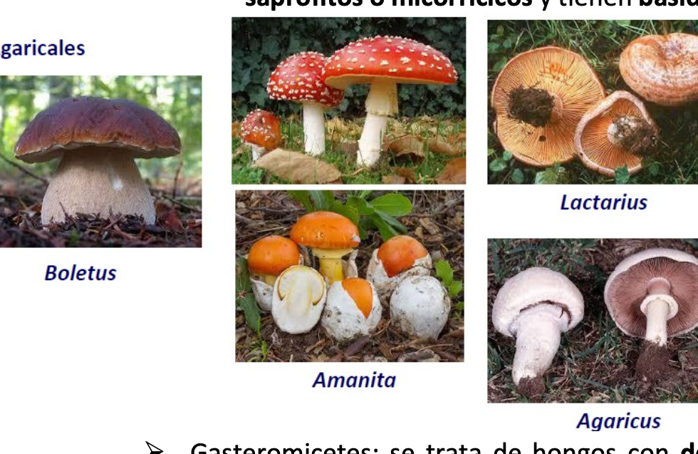 ejemplos basidiomycotas