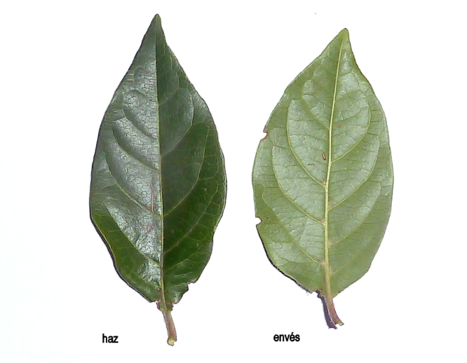 haz y enves hoja