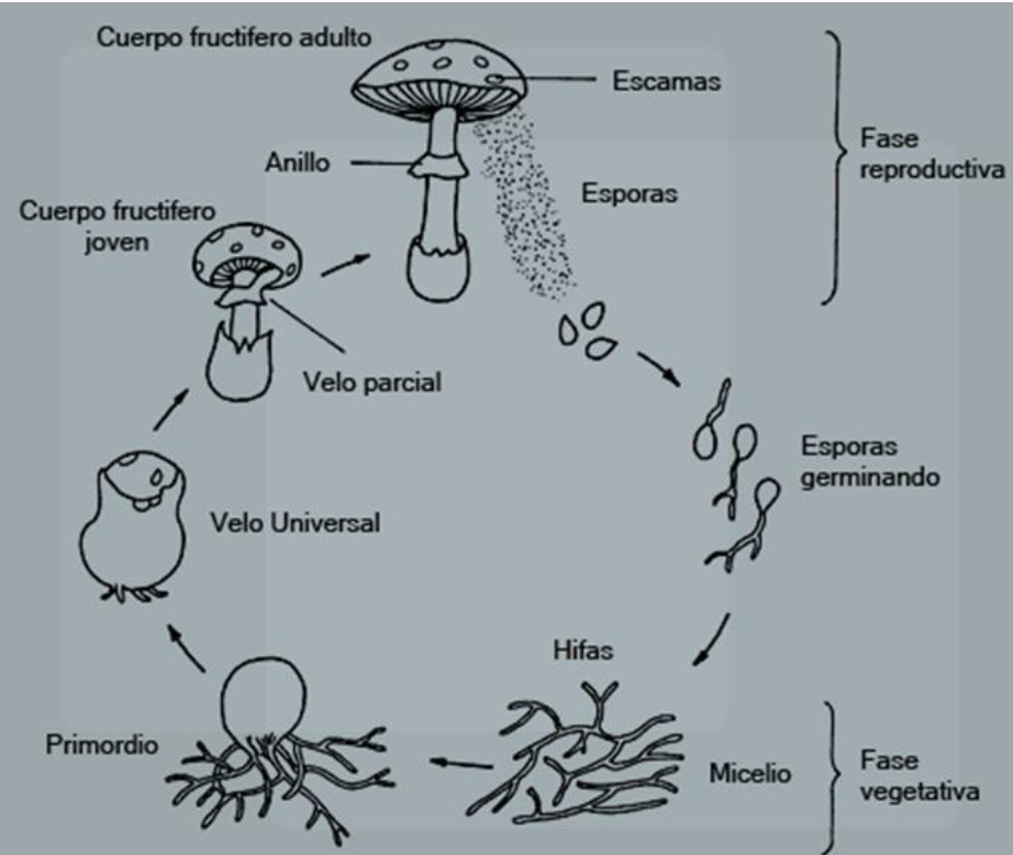 esquema facil reproducción hongos